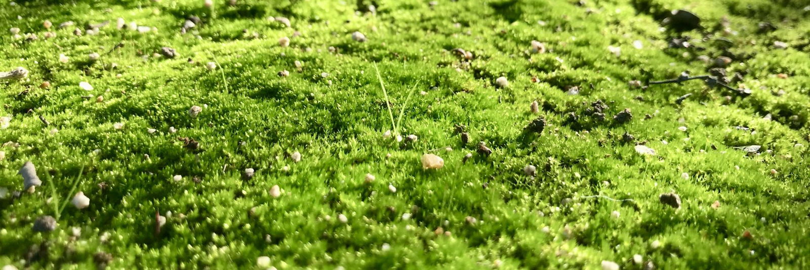 Natural burial ground 2