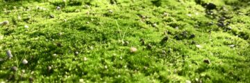 Natural burial ground 2