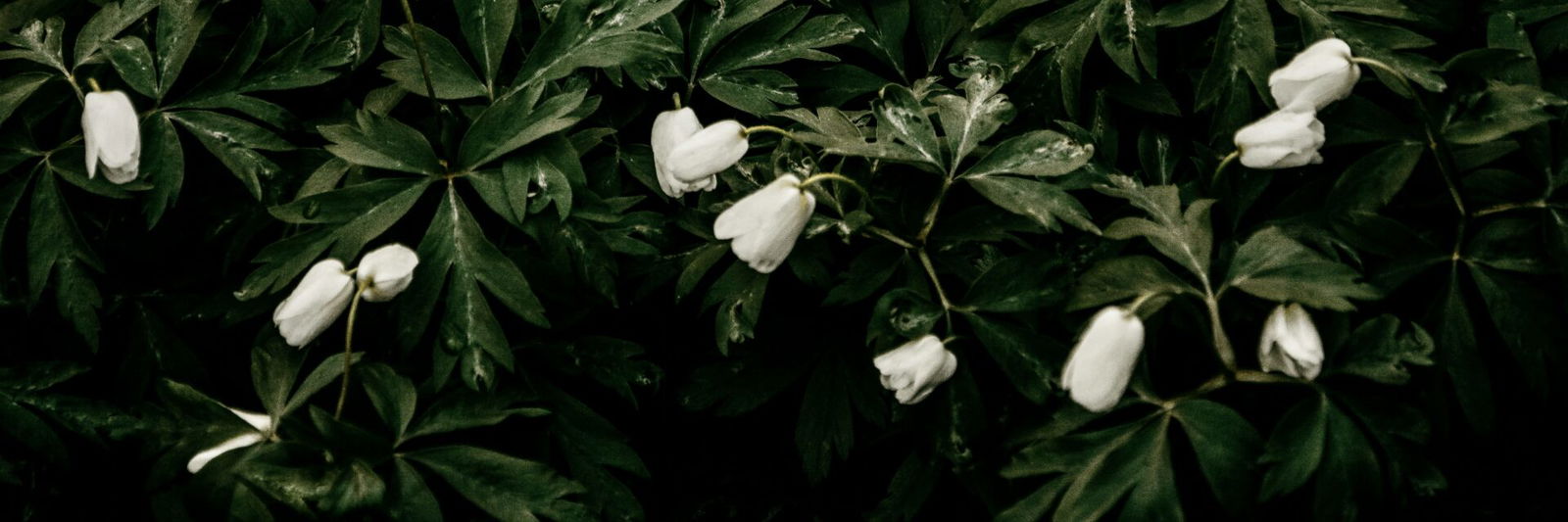 Flowers in a pile