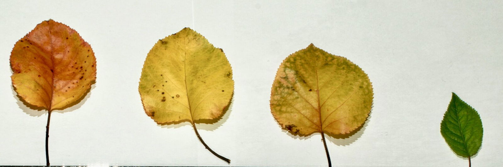 Four leaves getting older