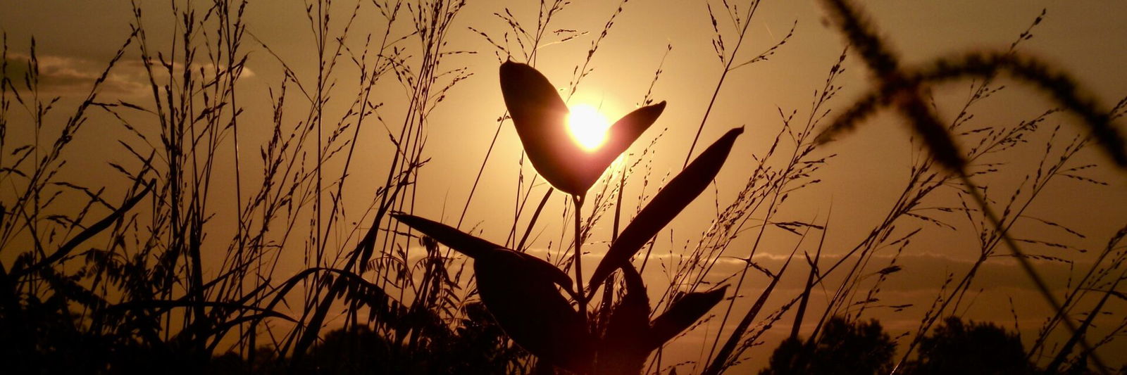 Sun through plants