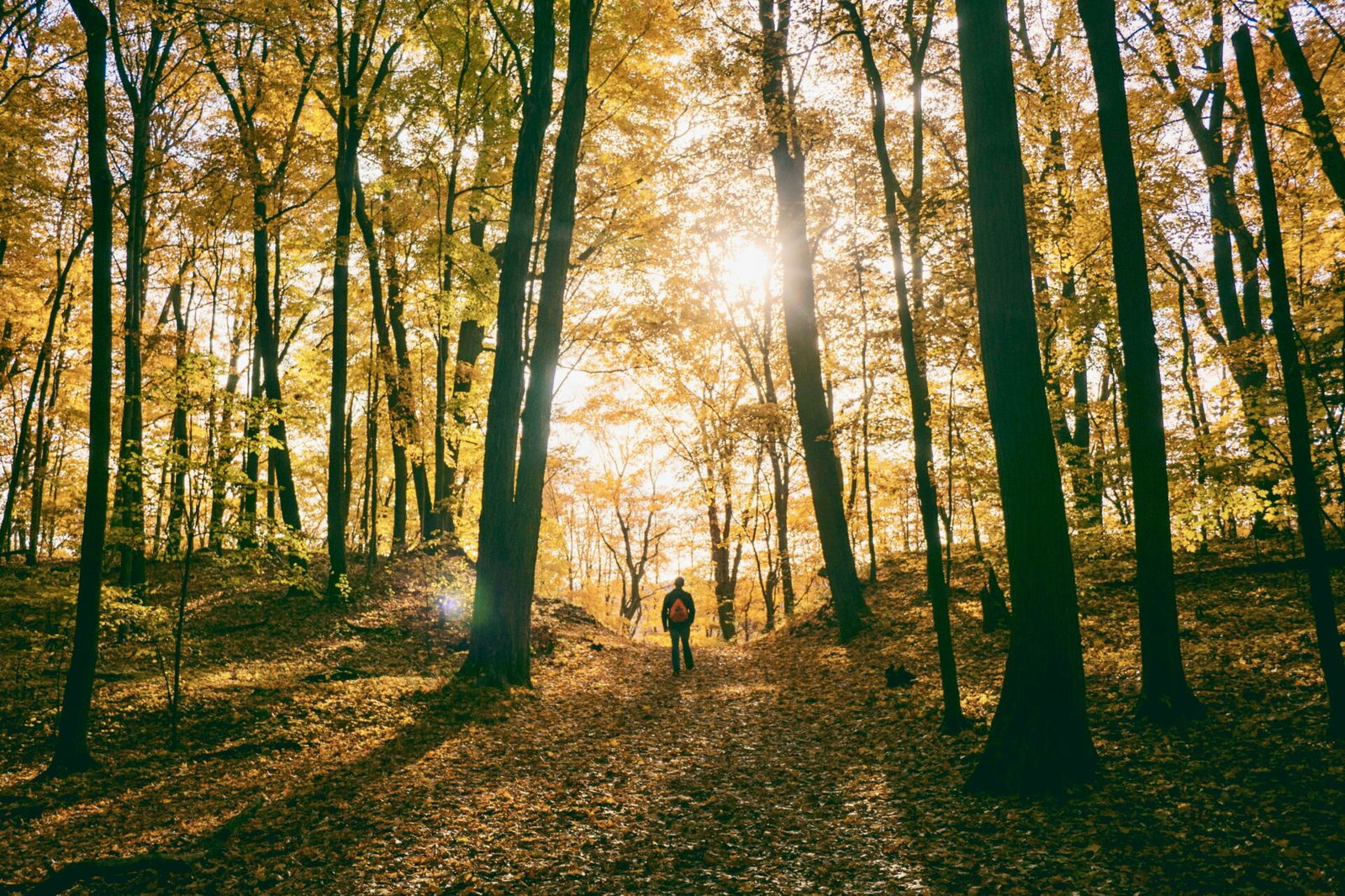 Woodland walk