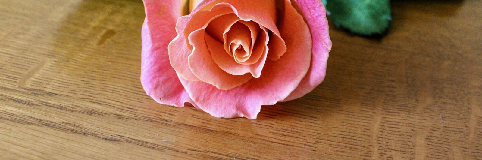 Flower on coffin