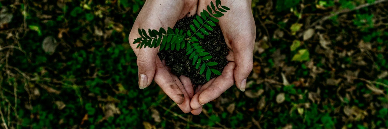 Hands holding dirt and plant