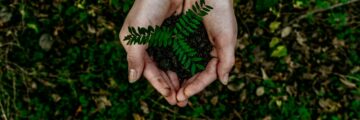 Hands holding dirt and plant