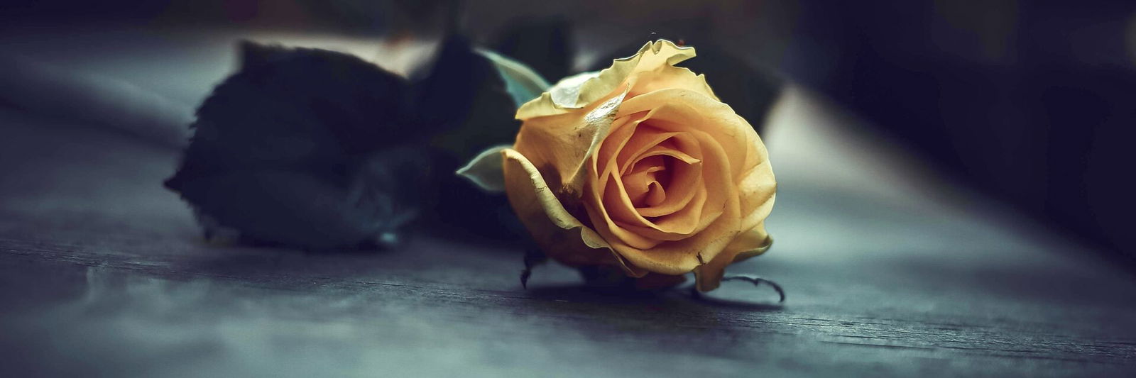 Single rose