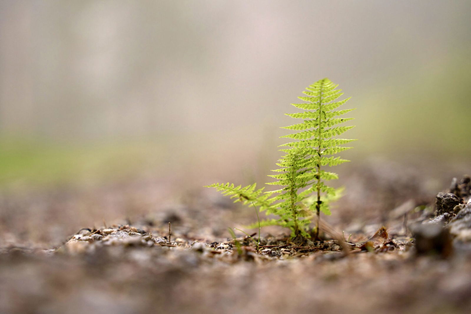 Fern growing