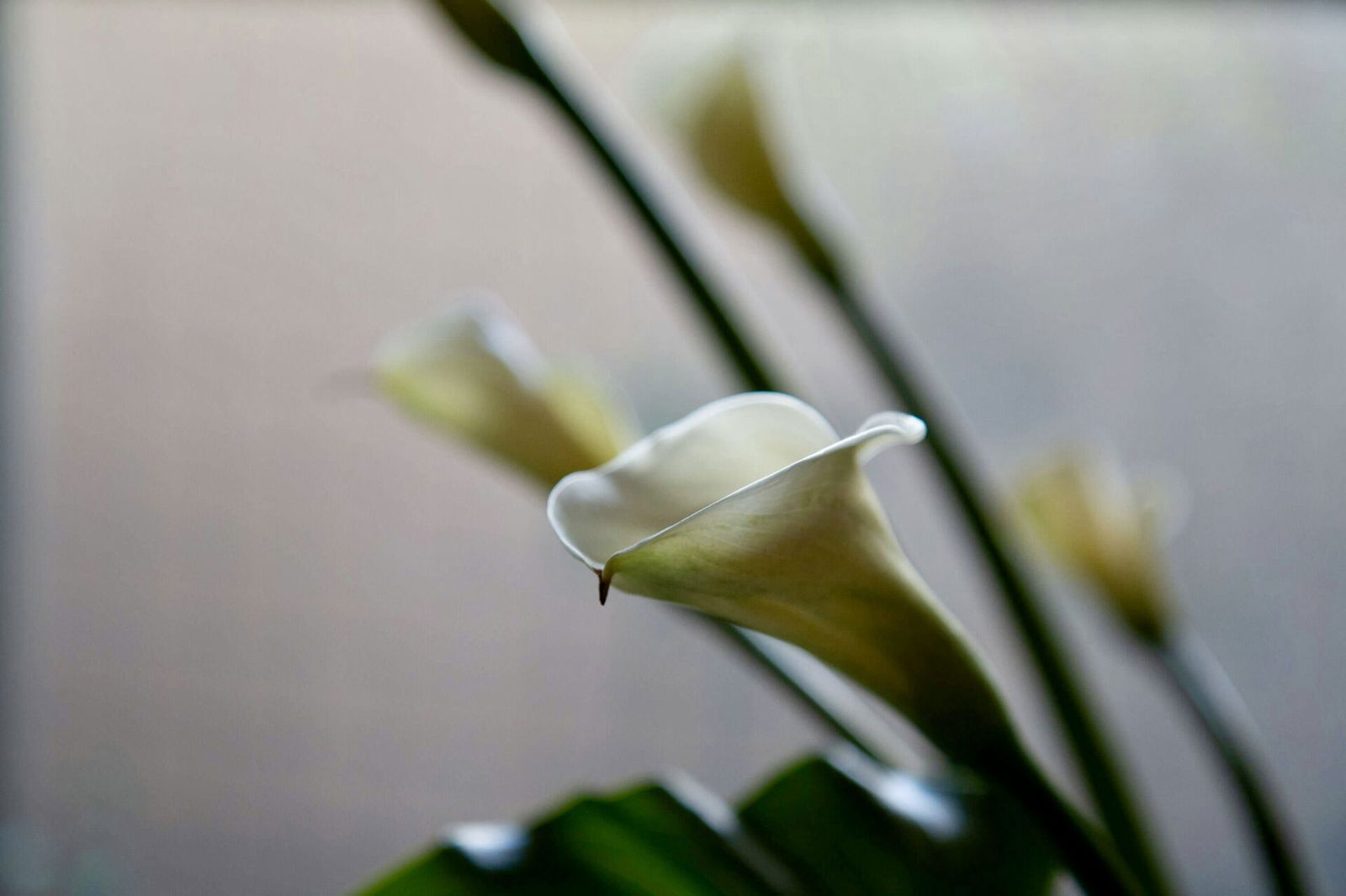 Lily flower