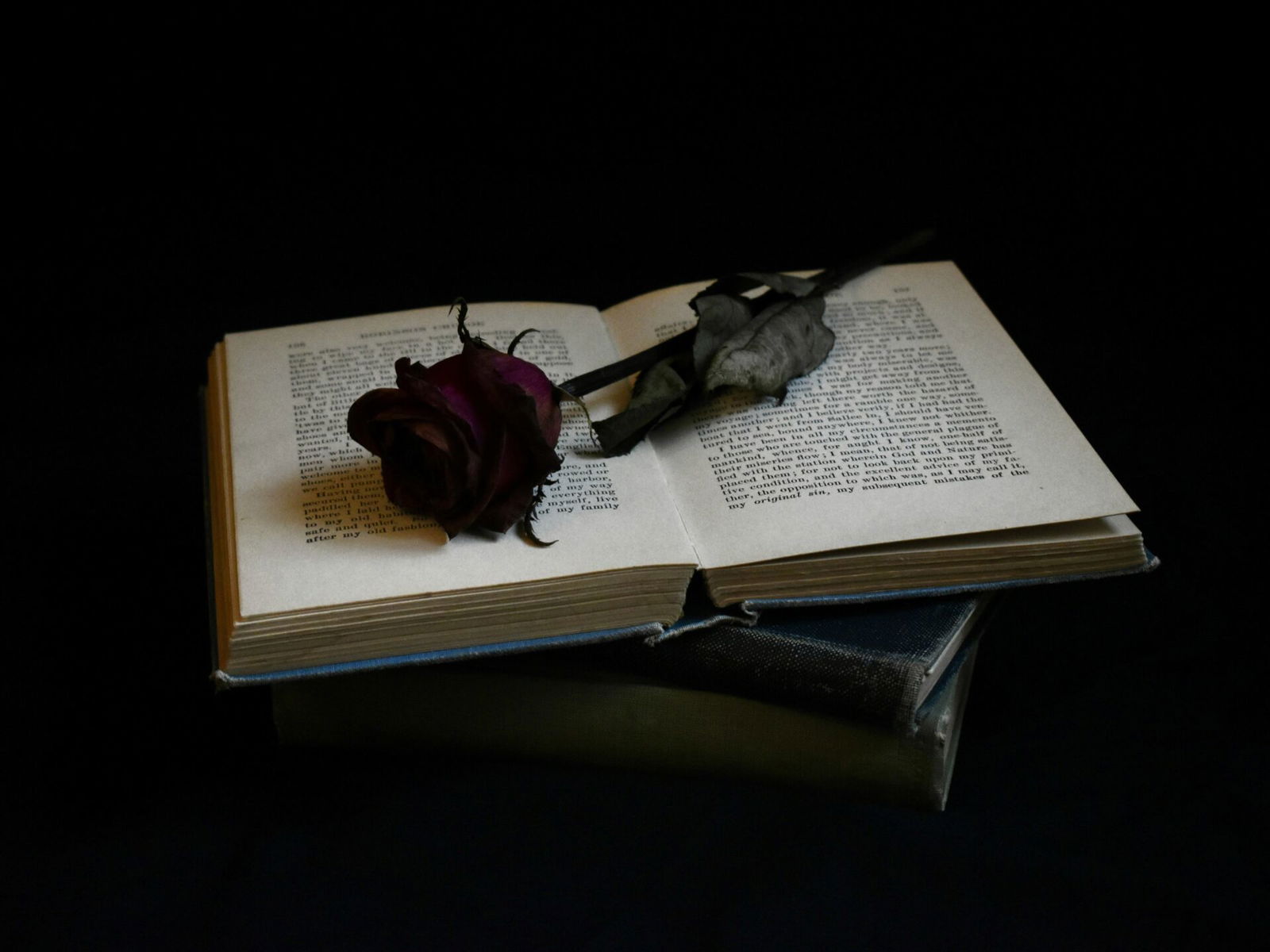 Rose sitting on book